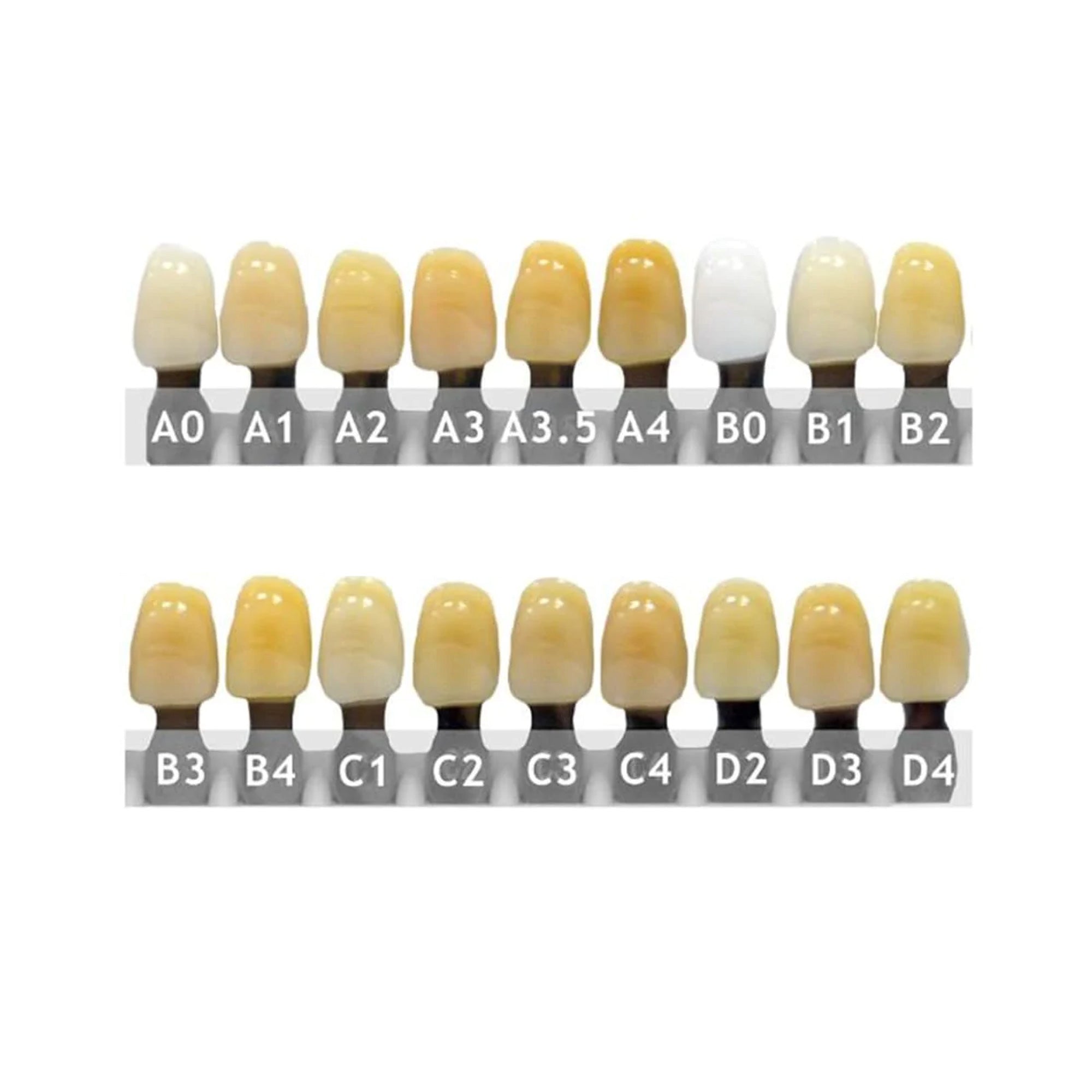 Ruthinium Acryrock Artificial Acrylic Teeth For Dentures 28Pcs Shade D3